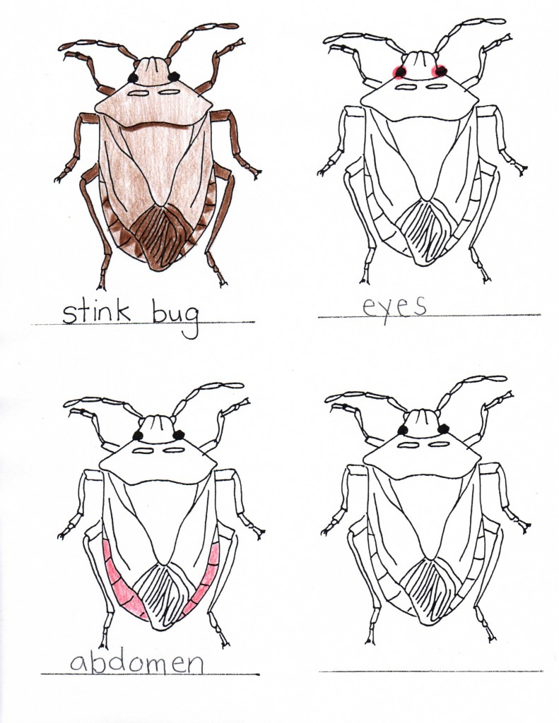 Parts of stink bug-page-0