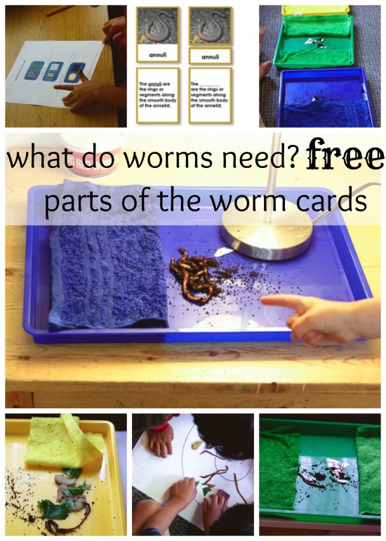 fundamental needs of worms - a montessori science work | montessori works